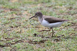 Common Sandpiper