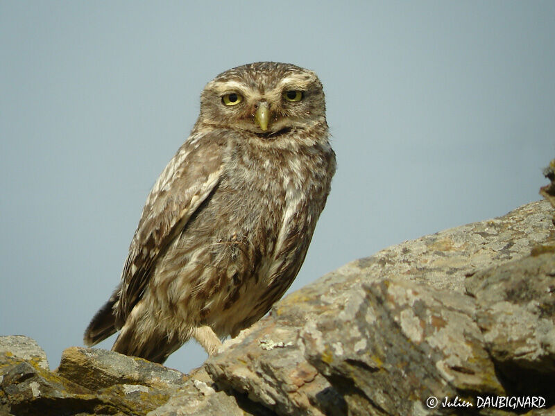 Little Owl