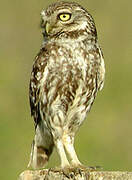 Little Owl