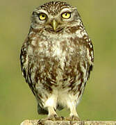 Little Owl