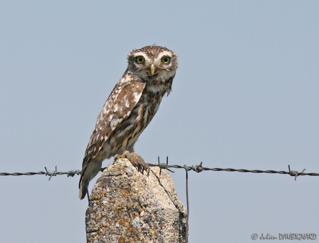 Little Owl, identification