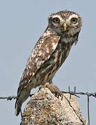 Little Owl