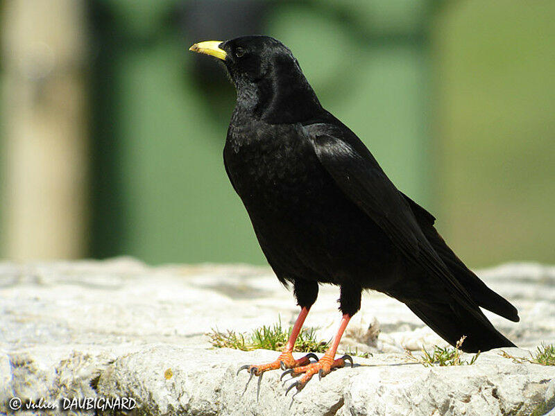 Alpine Chough