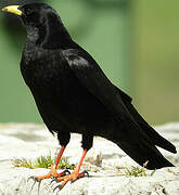 Alpine Chough