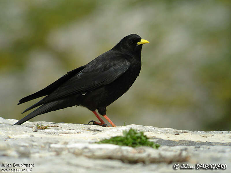 Chocard à bec jauneadulte, identification