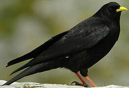 Alpine Chough