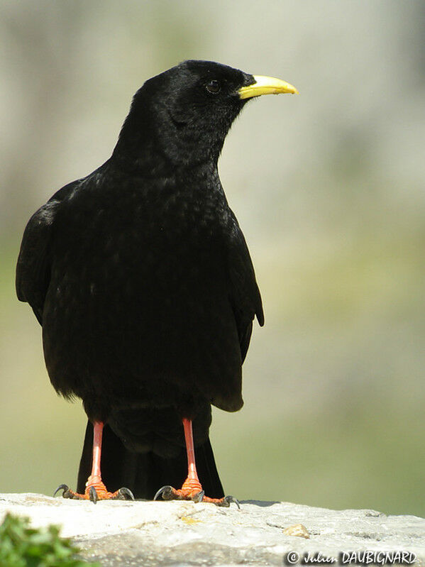 Alpine Chough