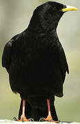 Alpine Chough