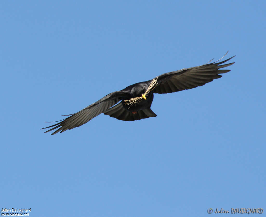 Alpine Choughadult, Flight, Reproduction-nesting