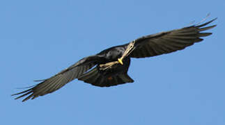 Alpine Chough