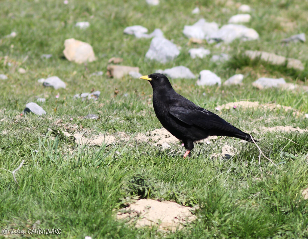 Alpine Chough, identification