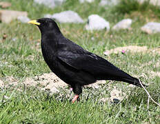 Alpine Chough