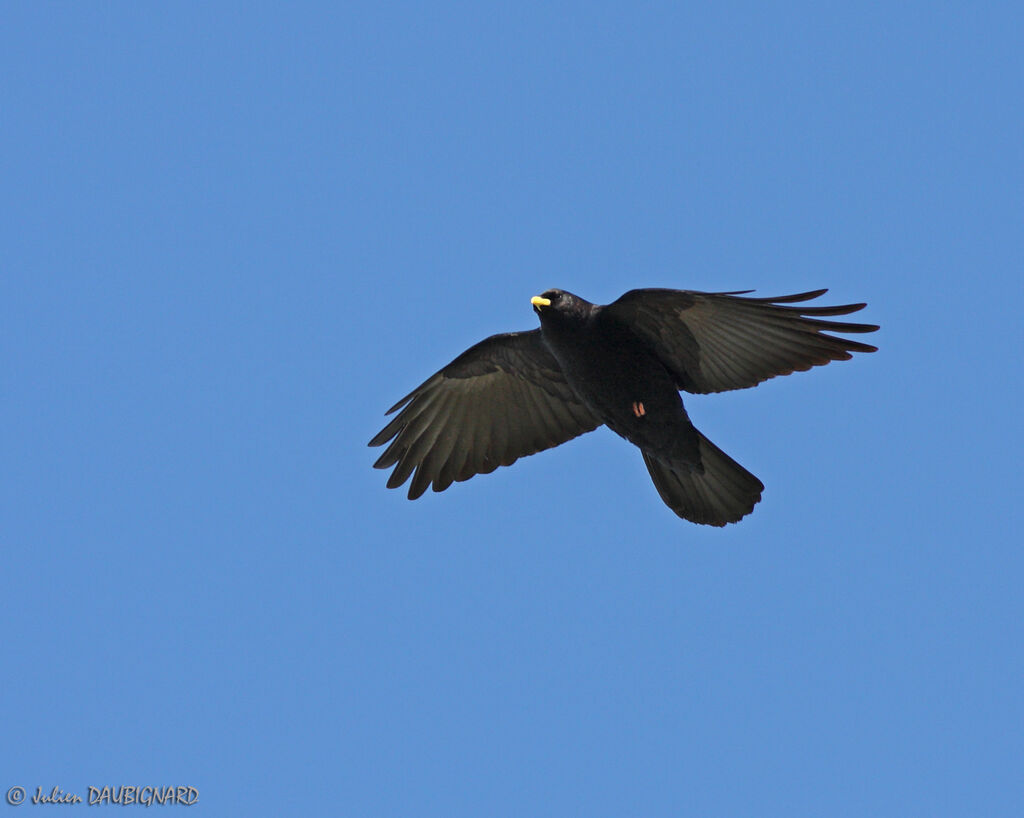 Alpine Chough, Flight