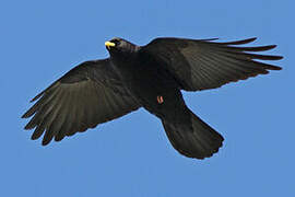 Alpine Chough