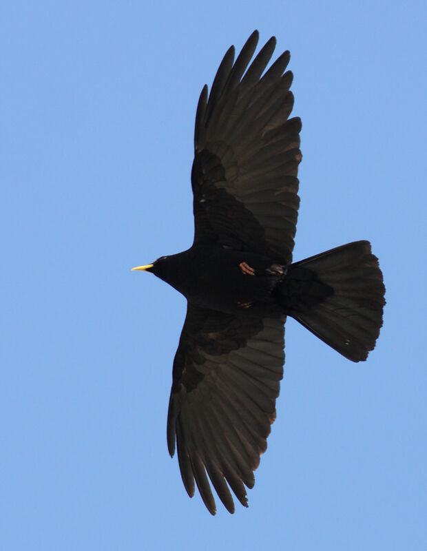 Alpine Chough