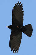 Alpine Chough