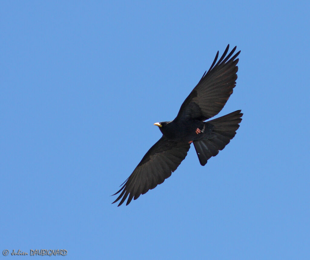 Alpine Chough, Flight
