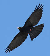 Alpine Chough