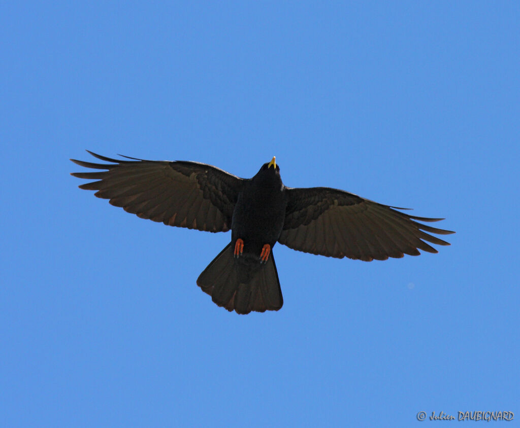 Alpine Chough, Flight
