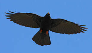 Alpine Chough