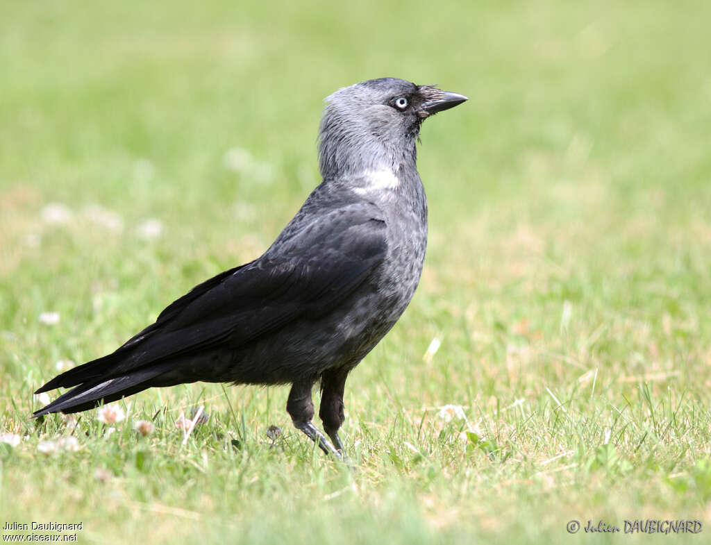 Western Jackdaw, identification