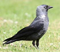 Western Jackdaw