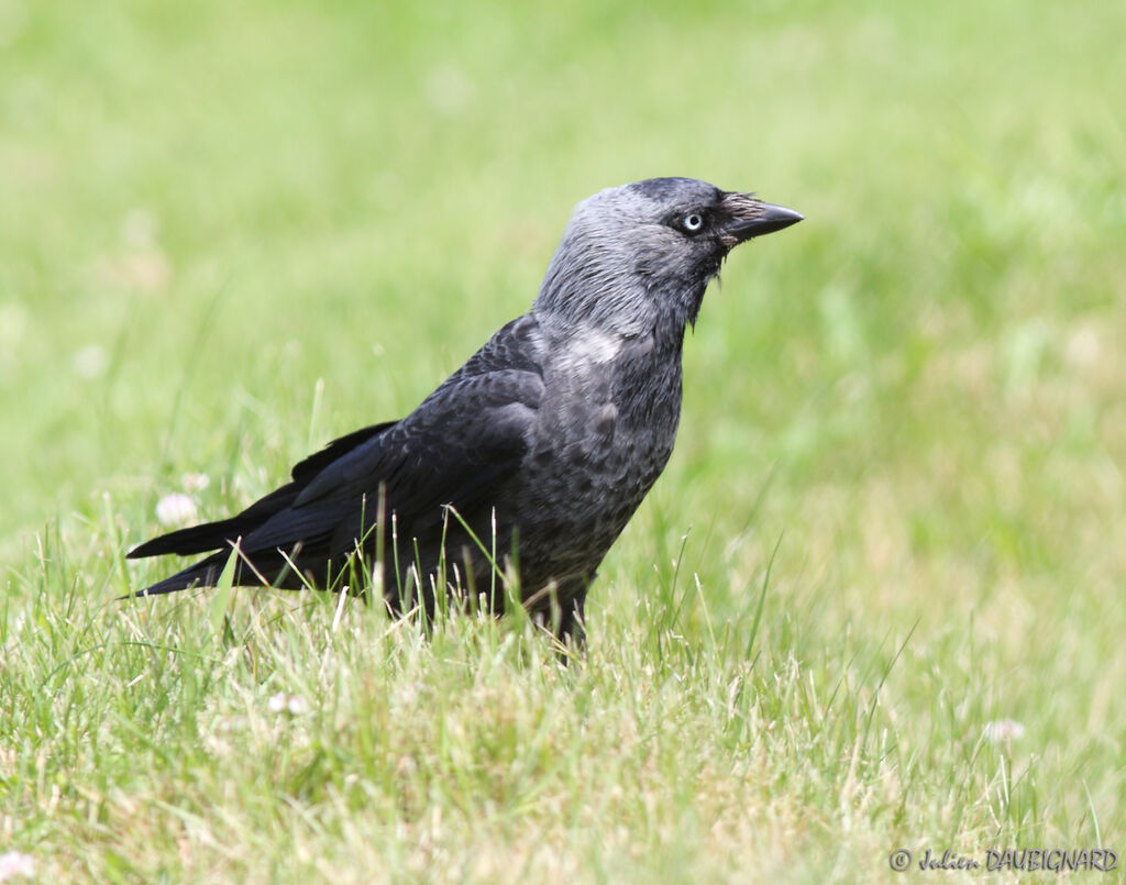 Western Jackdaw, identification