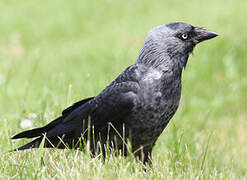 Western Jackdaw