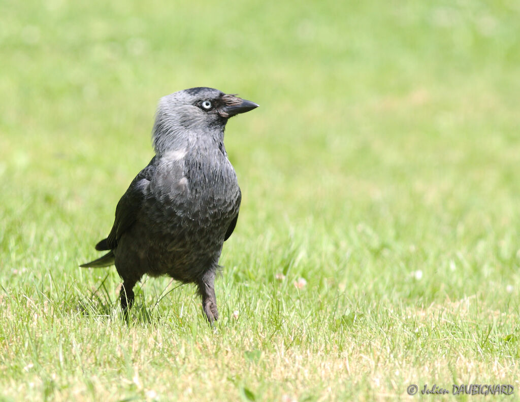 Western Jackdaw, identification