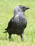 Western Jackdaw