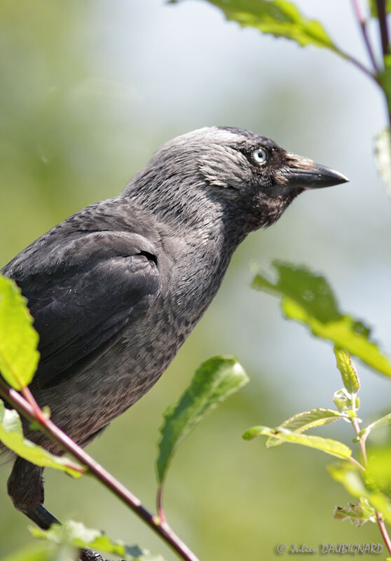 Western Jackdaw, identification