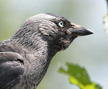 Western Jackdaw