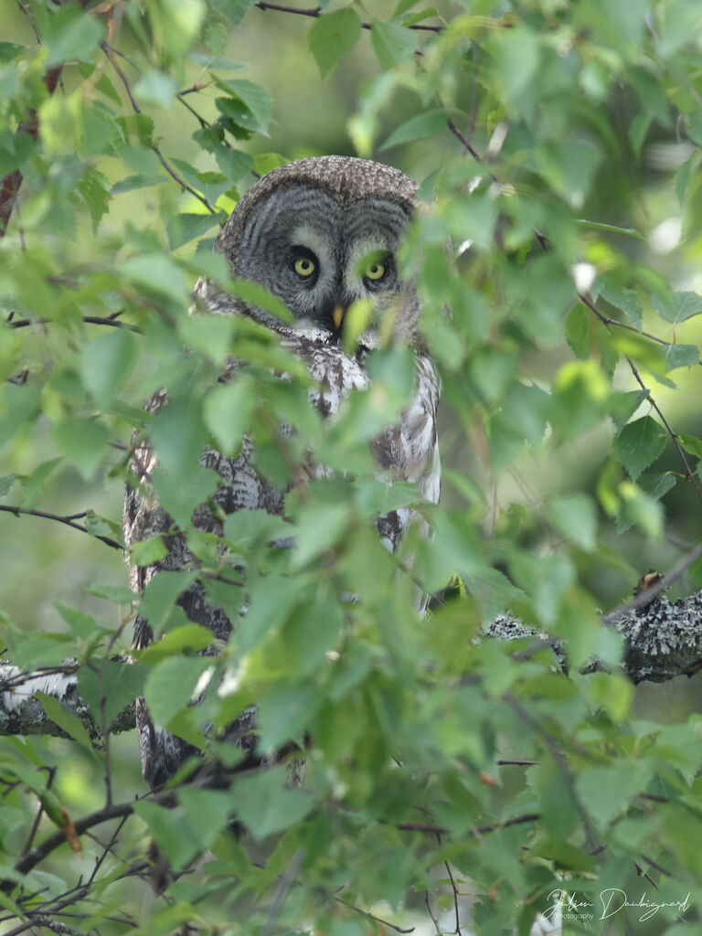 Great Grey Owl