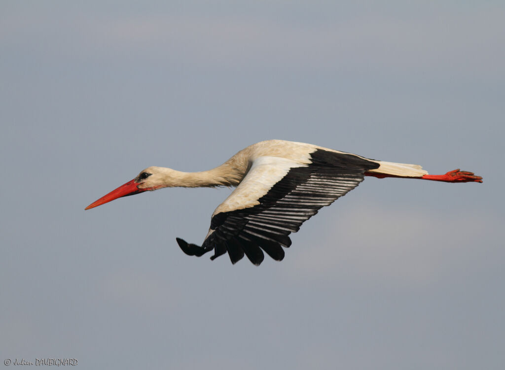 White Stork, Flight