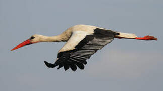 White Stork