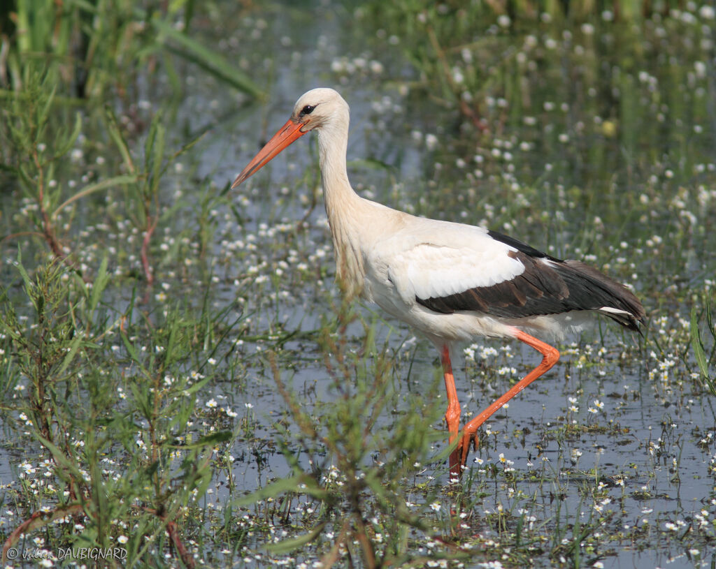 White Stork, identification