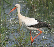 White Stork