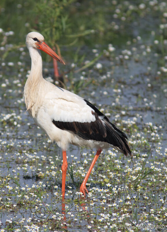 Cigogne blanche, identification