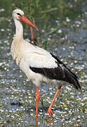 White Stork