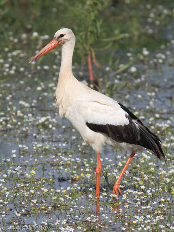 White Stork, identification