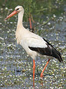 Cigogne blanche