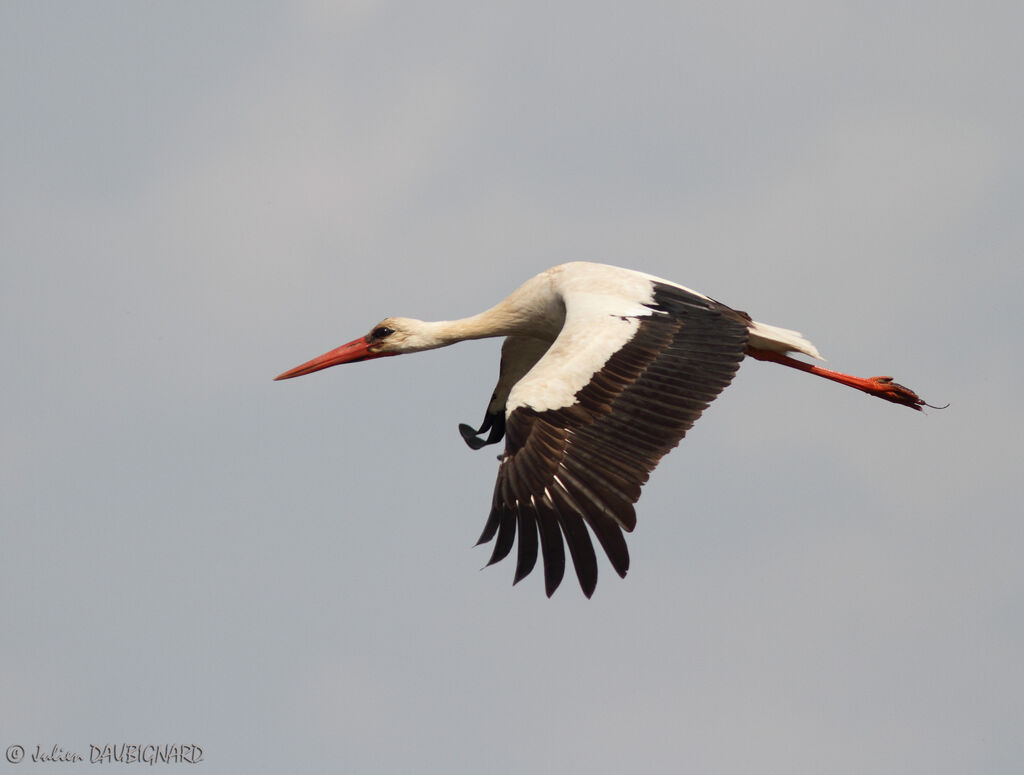 White Stork, Flight