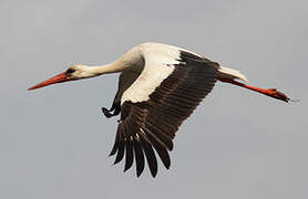 White Stork