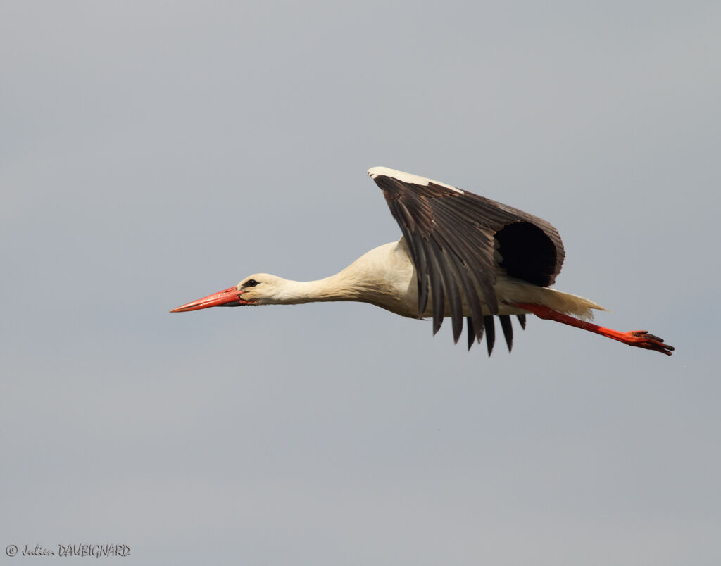 White Stork, Flight