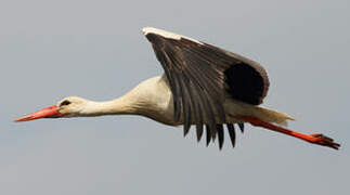 Cigogne blanche