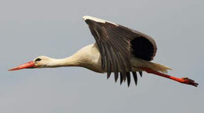 Cigogne blanche