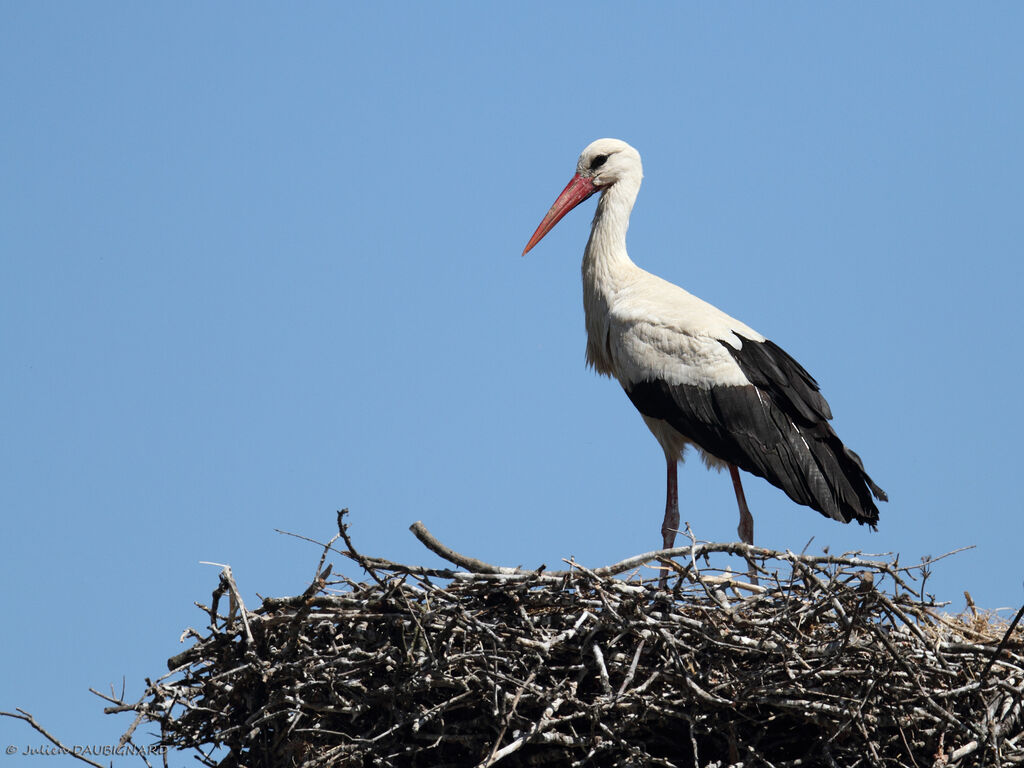 Cigogne blancheadulte, identification, Nidification