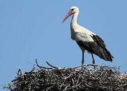 White Stork