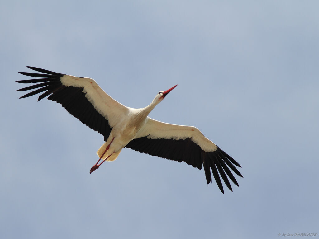 White Stork, Flight