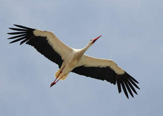 Cigogne blanche